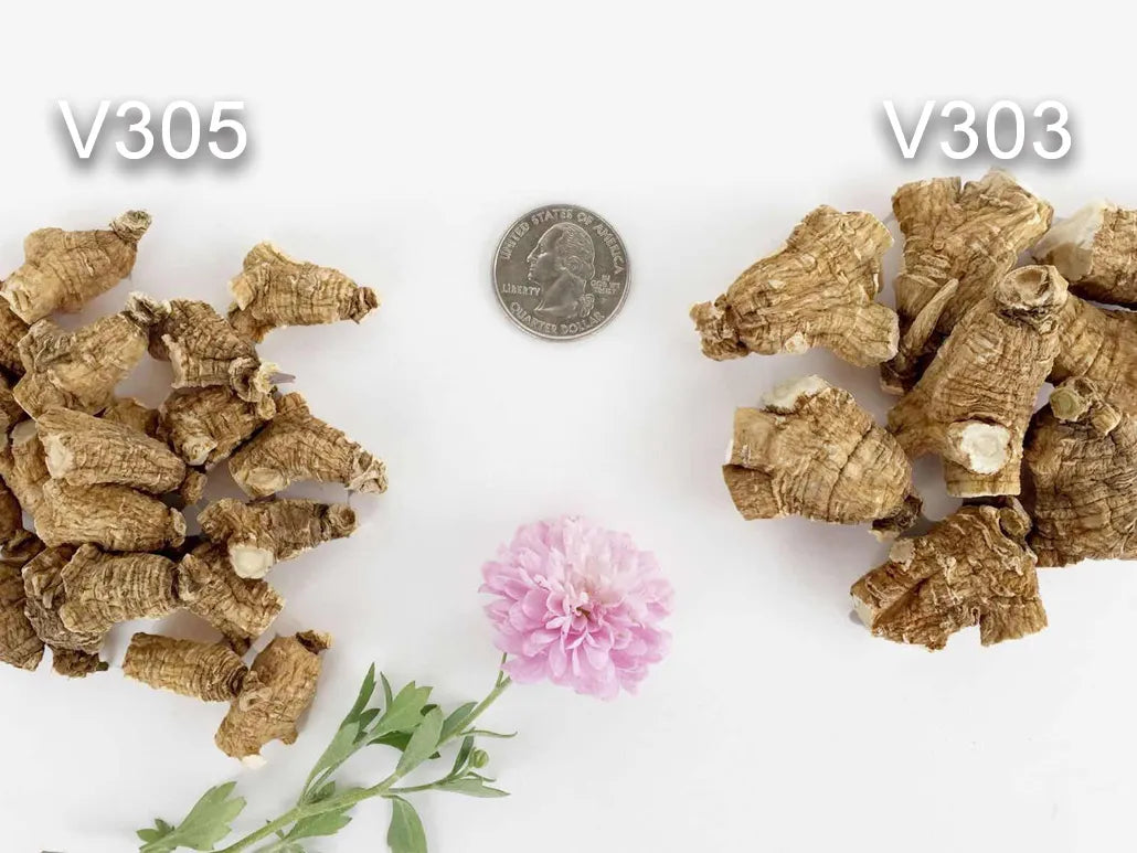 V300s - 5 Yr Premium Buddha Cultivated Ginseng Roots