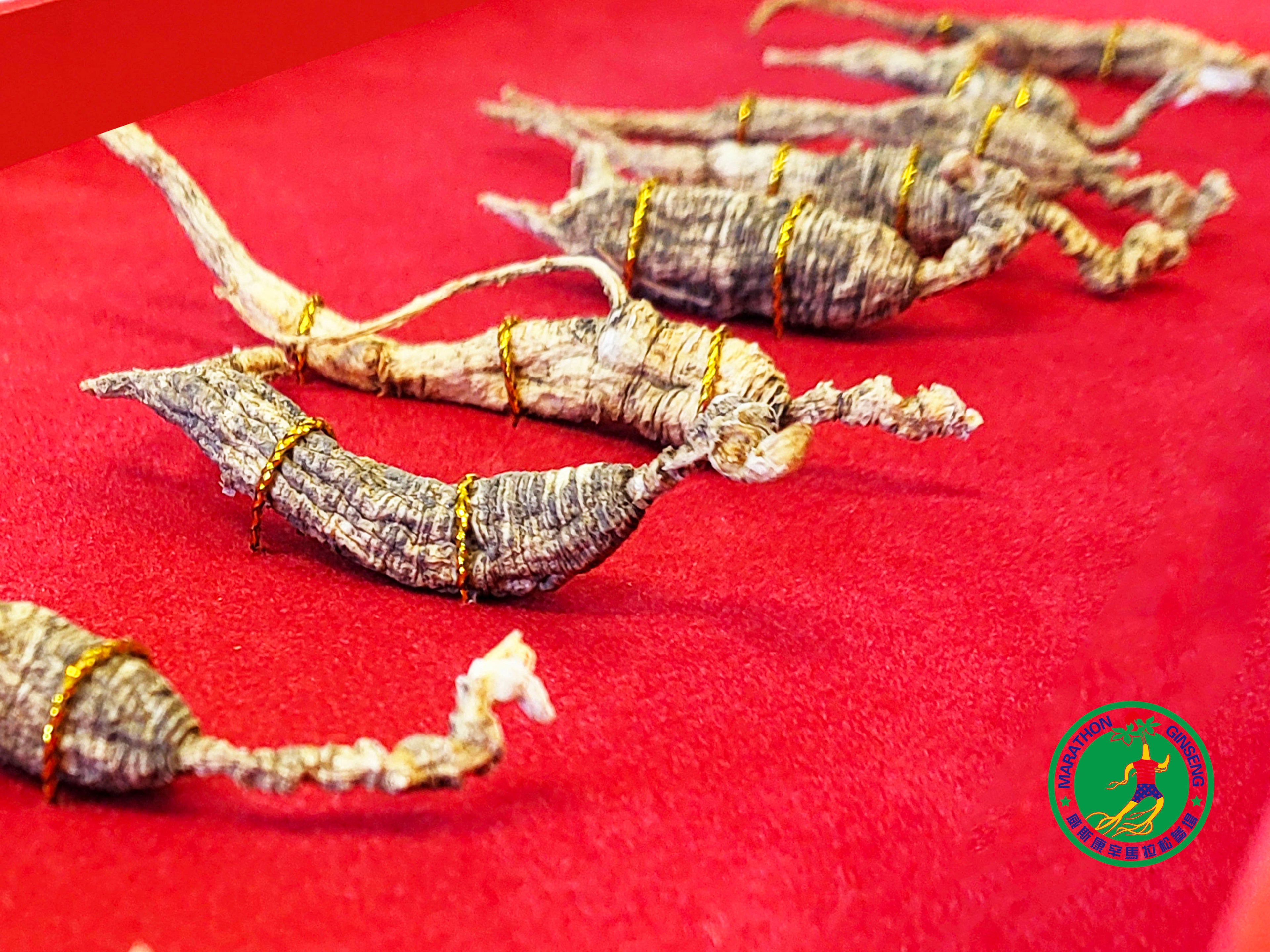 W15 - 10-15 Yr Wild Ginseng