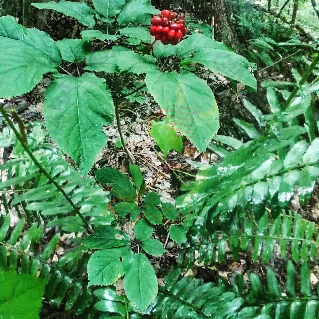 W30 - 20-30 Yr Wild Ginseng